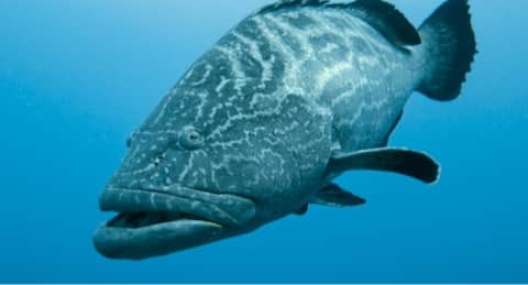 What is Grouper?