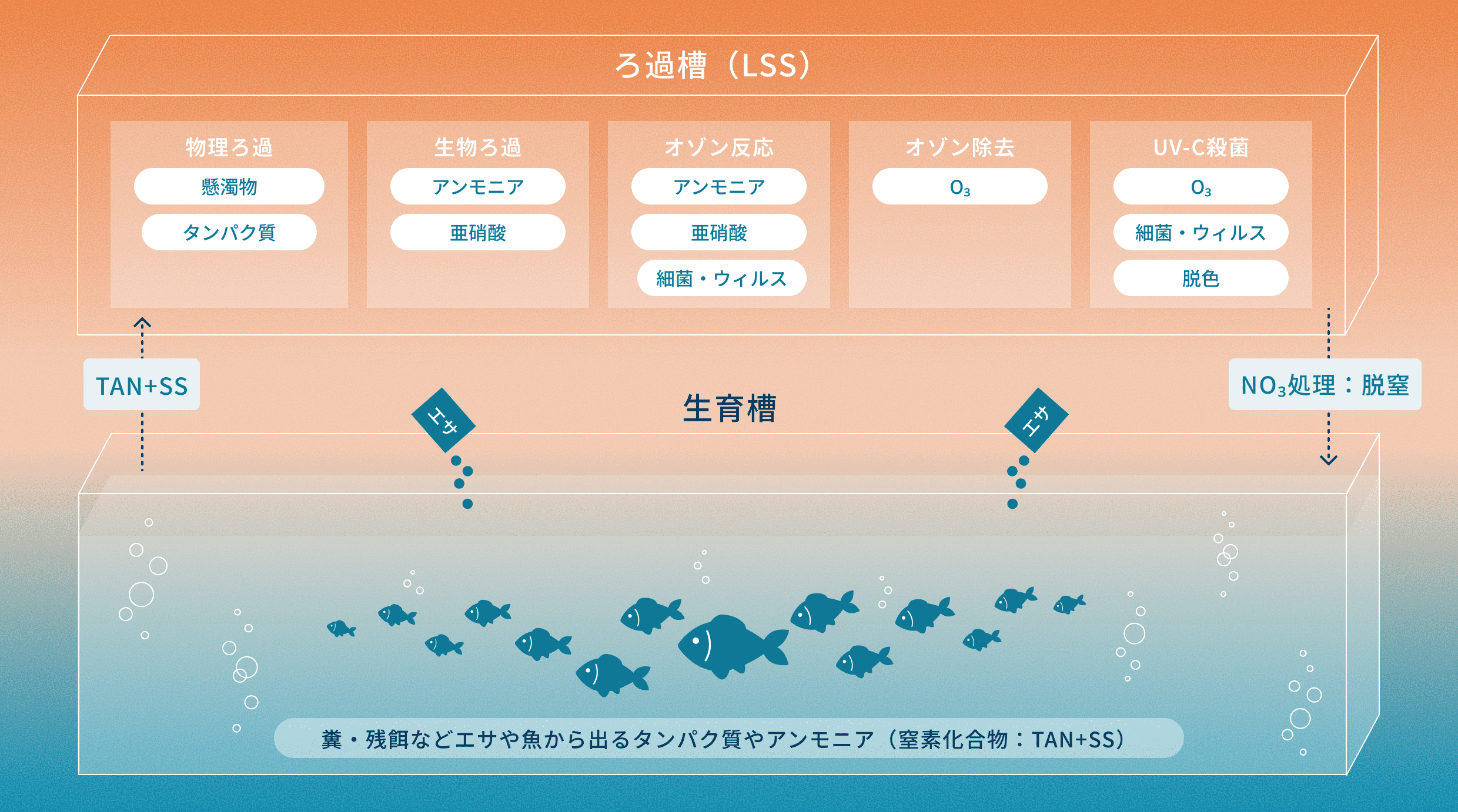 ARKの閉鎖循環式陸上養殖におけるろ過と窒素循環の仕組み