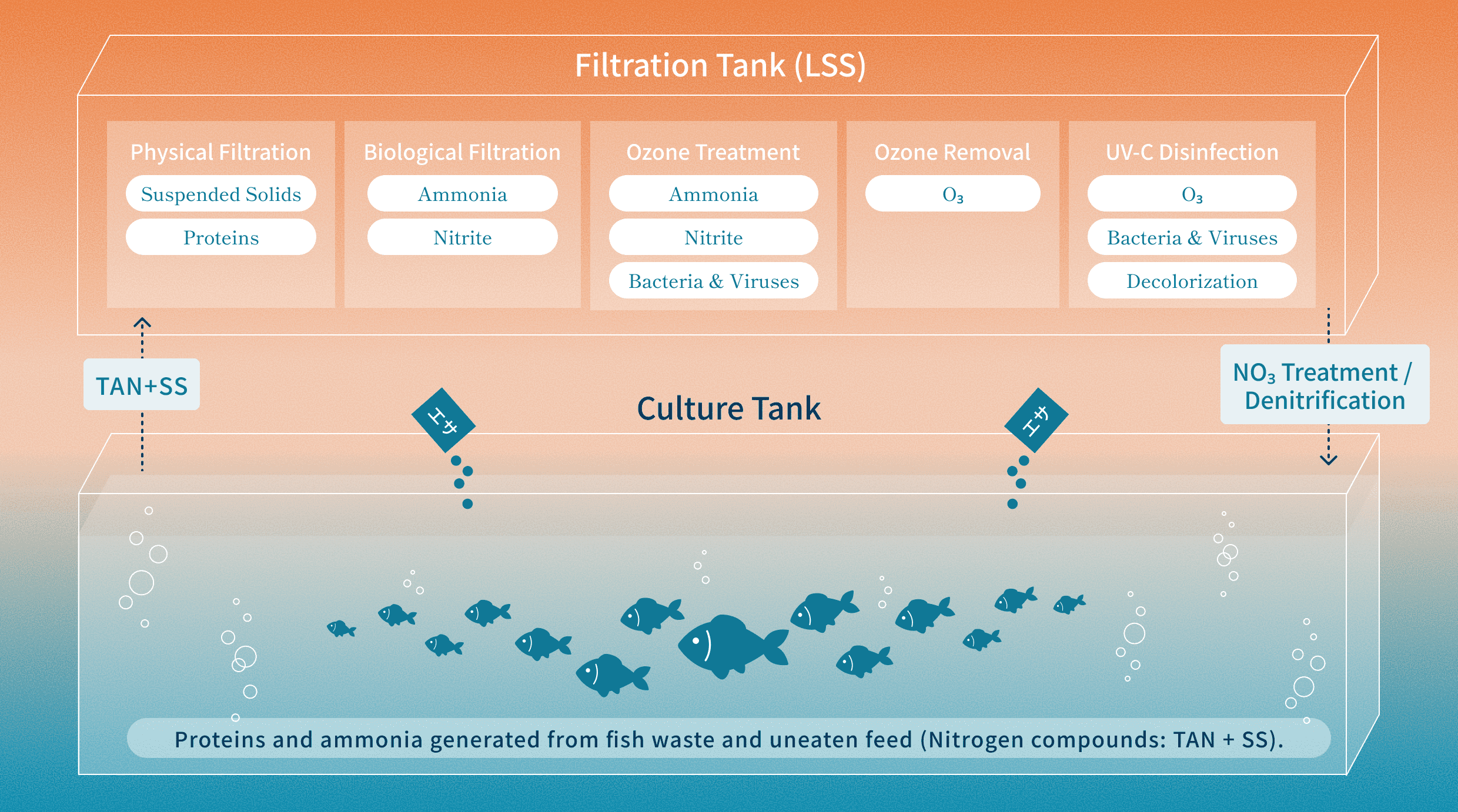 Filtration and Nitrogen Cycling in ARK's Closed-Loop Land-Based Aquaculture
