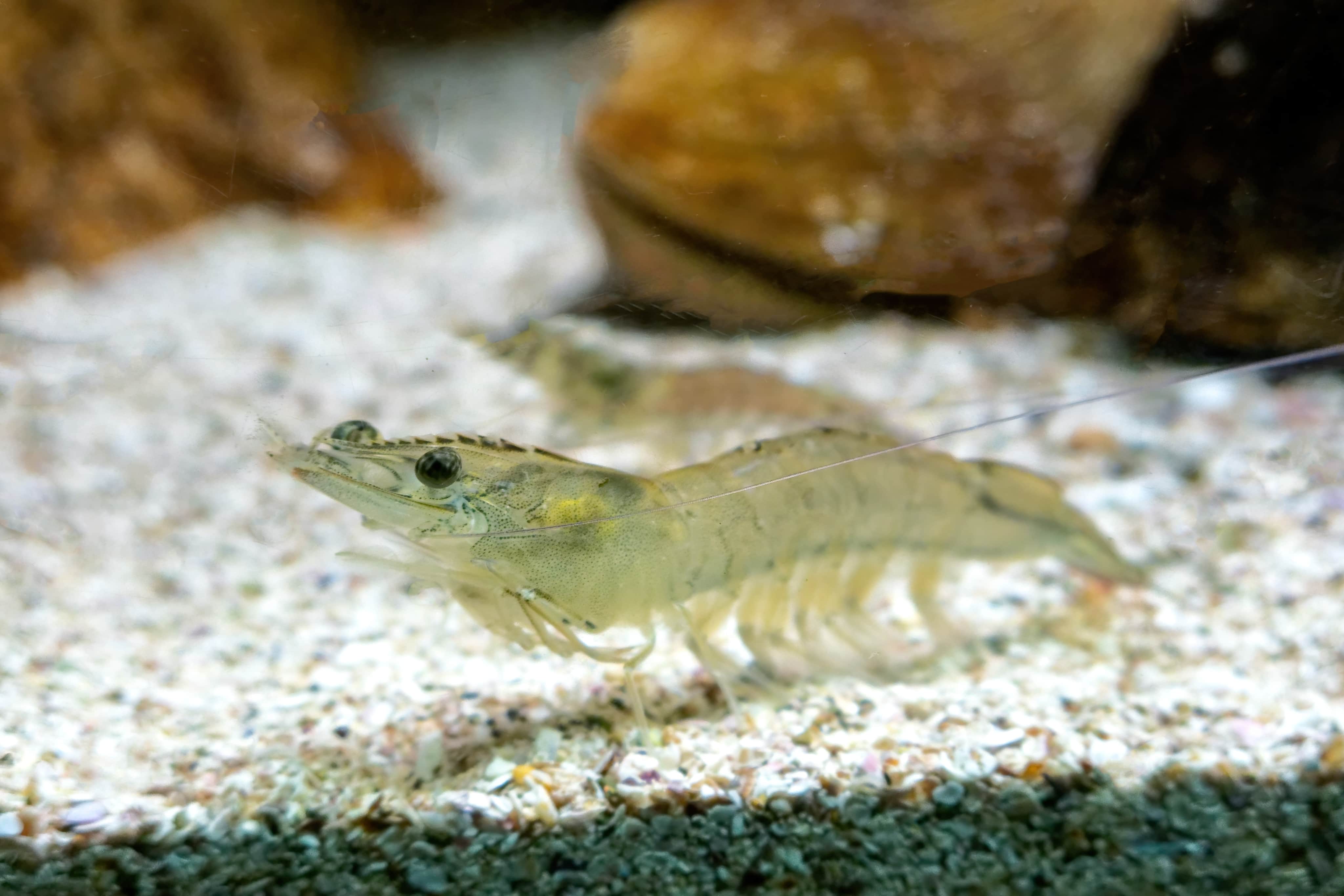 バナメイエビ